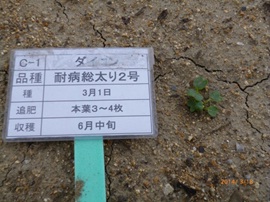 大根1